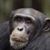 David Lesser's profile image