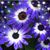 Bev Knight McClellan's profile image