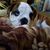 Torrance Anthony Bolan's profile image