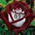 Heather McNeal Holden's profile image