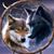 Janet S Rains's profile image
