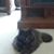 Cheri Braucher's profile image