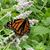 Karen Thompson Gawne's profile image