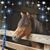 Tommi Grey's profile image