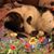 Brenda Isamoyer's profile image