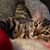 Trish Denbow Smallwood's profile image
