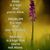 Marjorie Poux's profile image