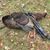 Kim Swallow's profile image