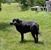 Amy Wolfe Fox's profile image
