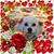 Pam Cameron's profile image