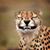 Sally Gal's profile image