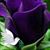 Melody Wonsyld's profile image