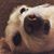 Kote Boz Epstein's profile image