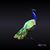 Cindy Rose Chipps-Ennis's profile image
