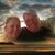 Susan Patierno's profile image