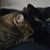 Beverly Costa-Ciavola's profile image