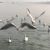 Vipin Kumar Goyal's profile image