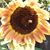 Carol Eckersen's profile image