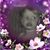 Donna Magill's profile image