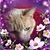 Bhot Limu's profile image