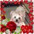 Phyllis Leslie McDaniel's profile image