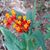 Tammy Wernet van Dongen's profile image