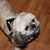 Denise Herrington's profile image