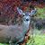 Debbie A Fancher Myers's profile image