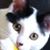 Freddie Sykes-Mayo's profile image