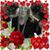 Jeanie Tipton's profile image
