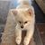 Angelique Acres's profile image