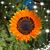 Jane Tolassi's profile image