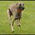 Donna Rommelfaenger's profile image