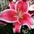 Christie Calabro's profile image
