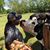 Melissa Foote's profile image