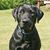 Patricia Larkin's profile image