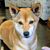 Hannah Nguyen-Kwo's profile image
