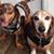 Donna Pietz's profile image