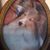 Marsha Hefner's profile image