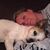 Mel Arnold's profile image