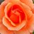 Lucy Morris's profile image