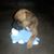 Toni Branchcomb's profile image