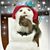 Barbara Collins Schwarting's profile image