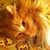 Debra Menzel Lawhon's profile image