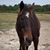 Tammey Decker Bohle's profile image