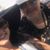 Yldeia Ferreira's profile image