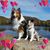 Lois Anamier Schroeder's profile image