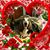 Kelly Broomfield's profile image