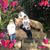 Shannon Hanlon's profile image