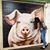 Janeen Pilafian's profile image